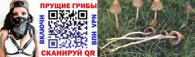 Купить  Абакан  Галлюциногенные грибы Cubensis 